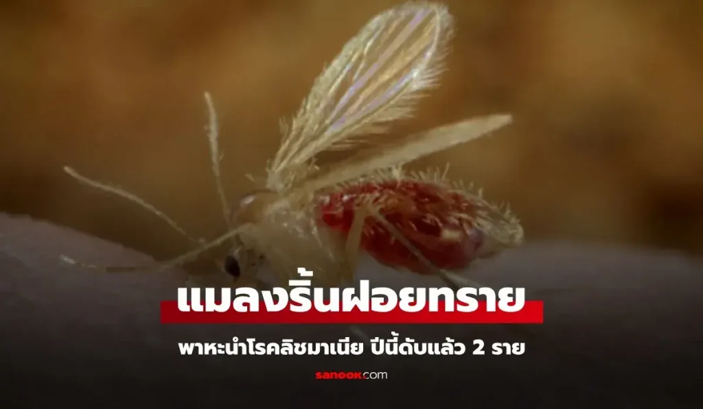 โรคลิชมาเนีย ริ้นฝอยทราย 2568 + 1XBET คาสิโนได้เงินจริง